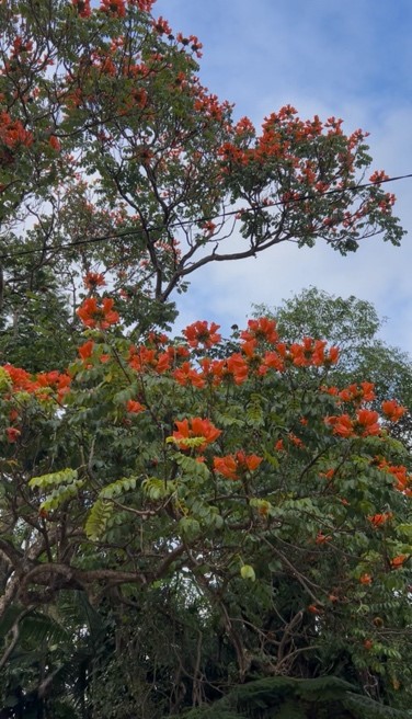 Helping Your Teen Practise Mindfulness